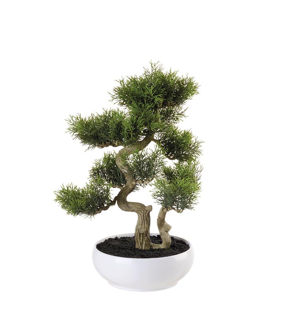 Bonsai cedro L'Oca Nera