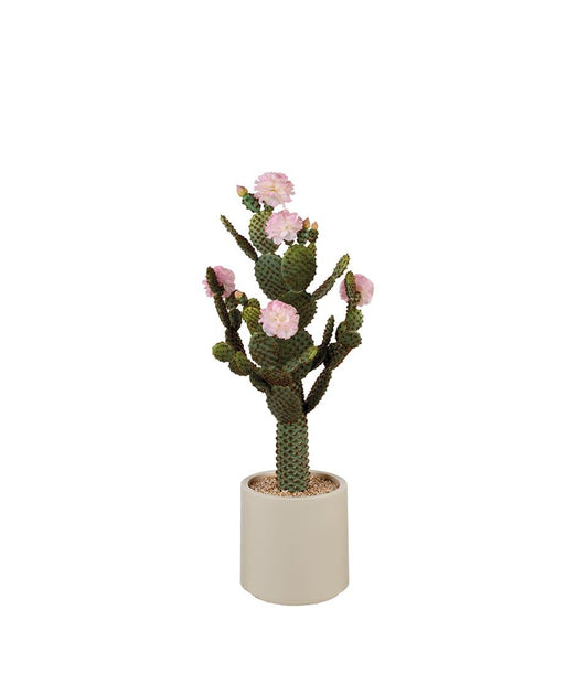 Cactus fiori rosa L'Oca Nera