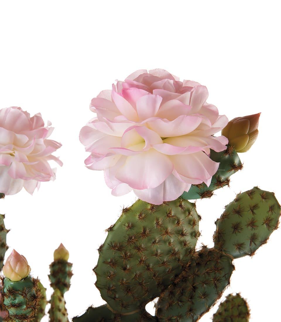 Cactus fiori rosa L'Oca Nera