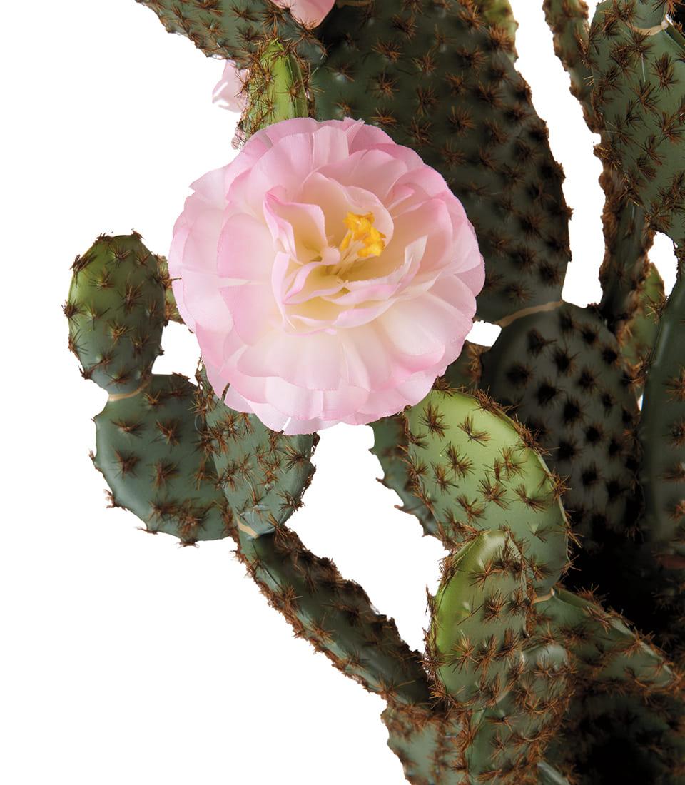 Cactus fiori rosa L'Oca Nera
