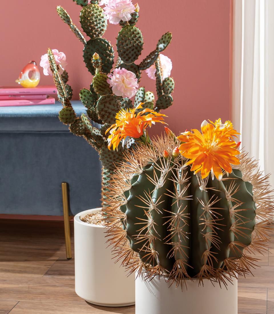 Cactus fiori rosa L'Oca Nera